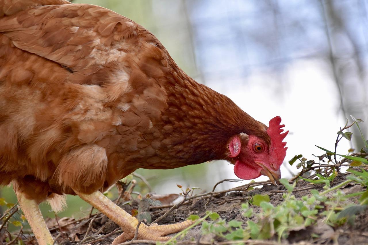 Why your hens don't lay