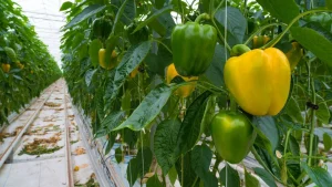 Greenhouse capsicum farming