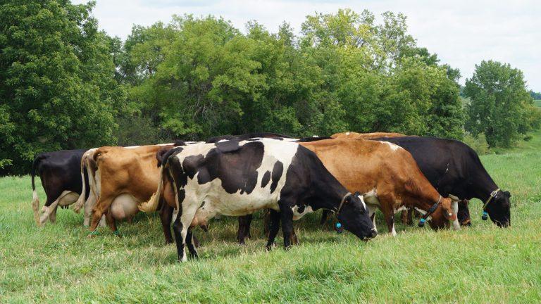 Best Dairy Cow breeds in Kenya