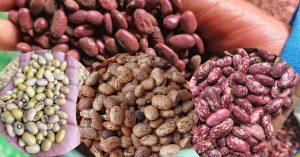 Best beans varieties in Kenya