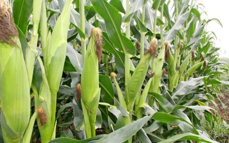 Hybrid Maize varieties in Kenya