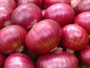 Cheapest bulb onions variety