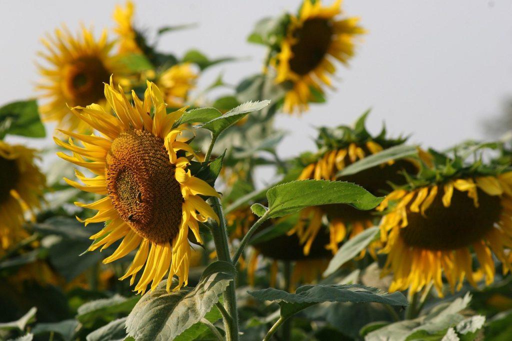 Sunflower farming in Kenya