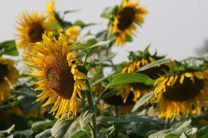 Sunflower farming in Kenya
