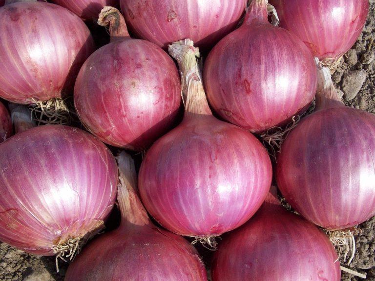 Cost of Onion Farming in Kenya