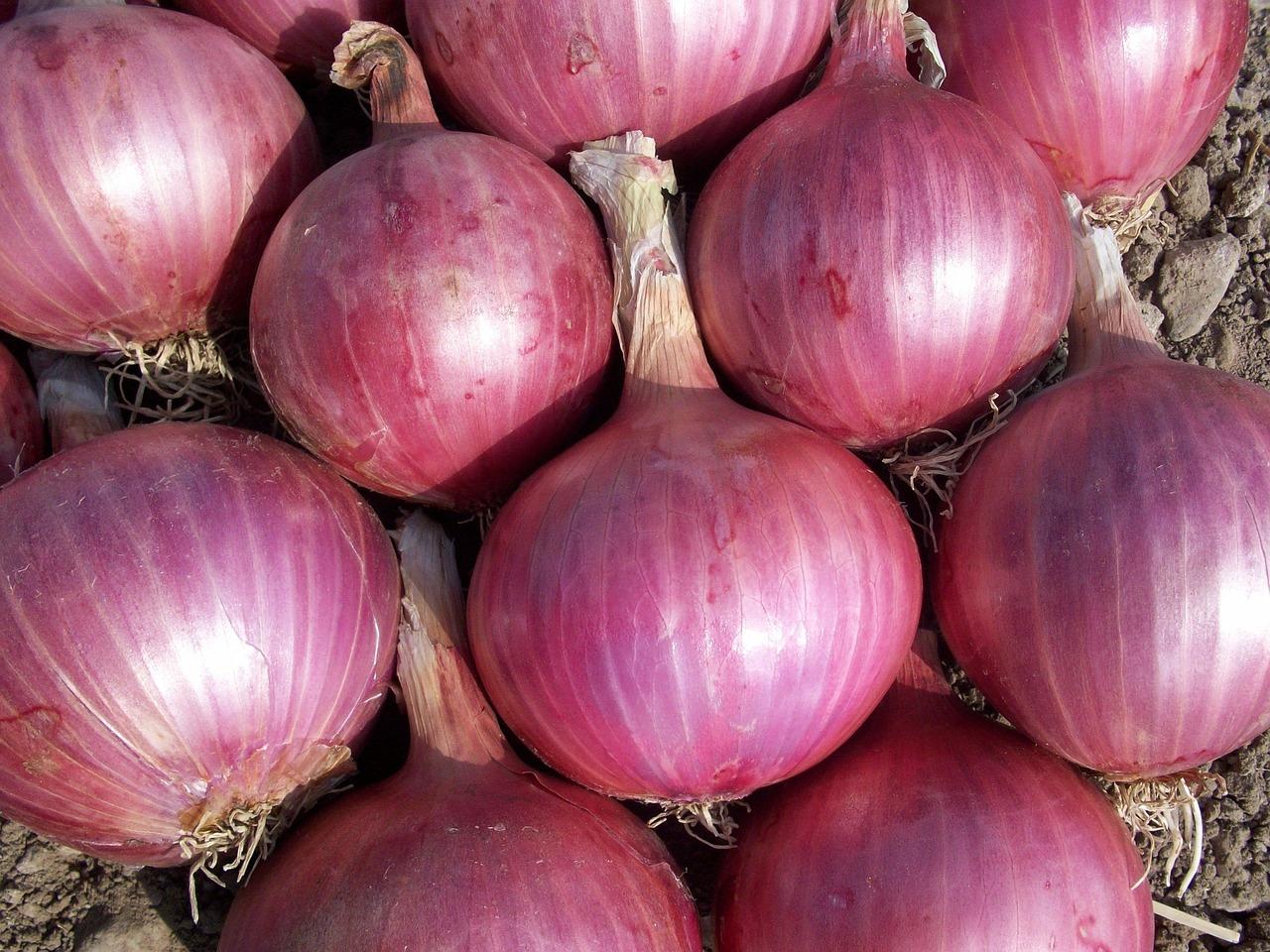 Cost of Onion Farming in Kenya