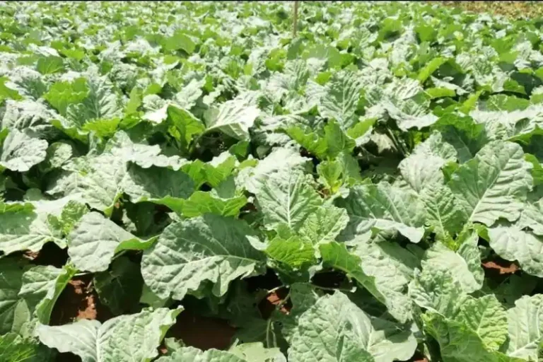 Kales farming in kenya
