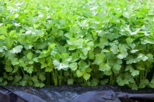 Cost of Dhania farming in Kenya