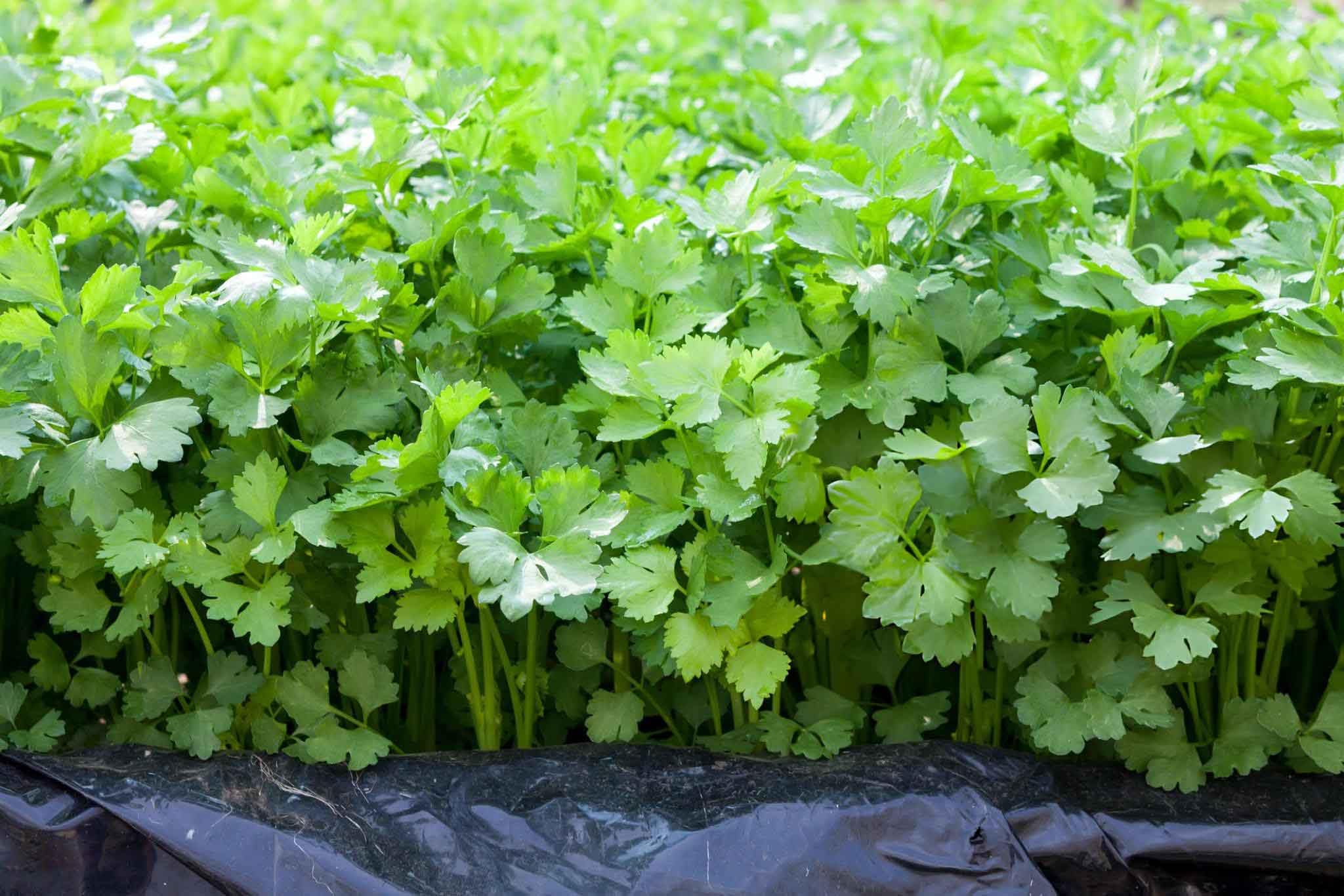 The Truth of Dhania Farming in Kenya: Cost of Dhania Farming in Kenya