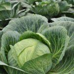 Cabbage farming in kenya