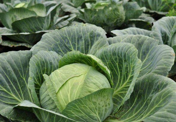 Cabbage farming in kenya