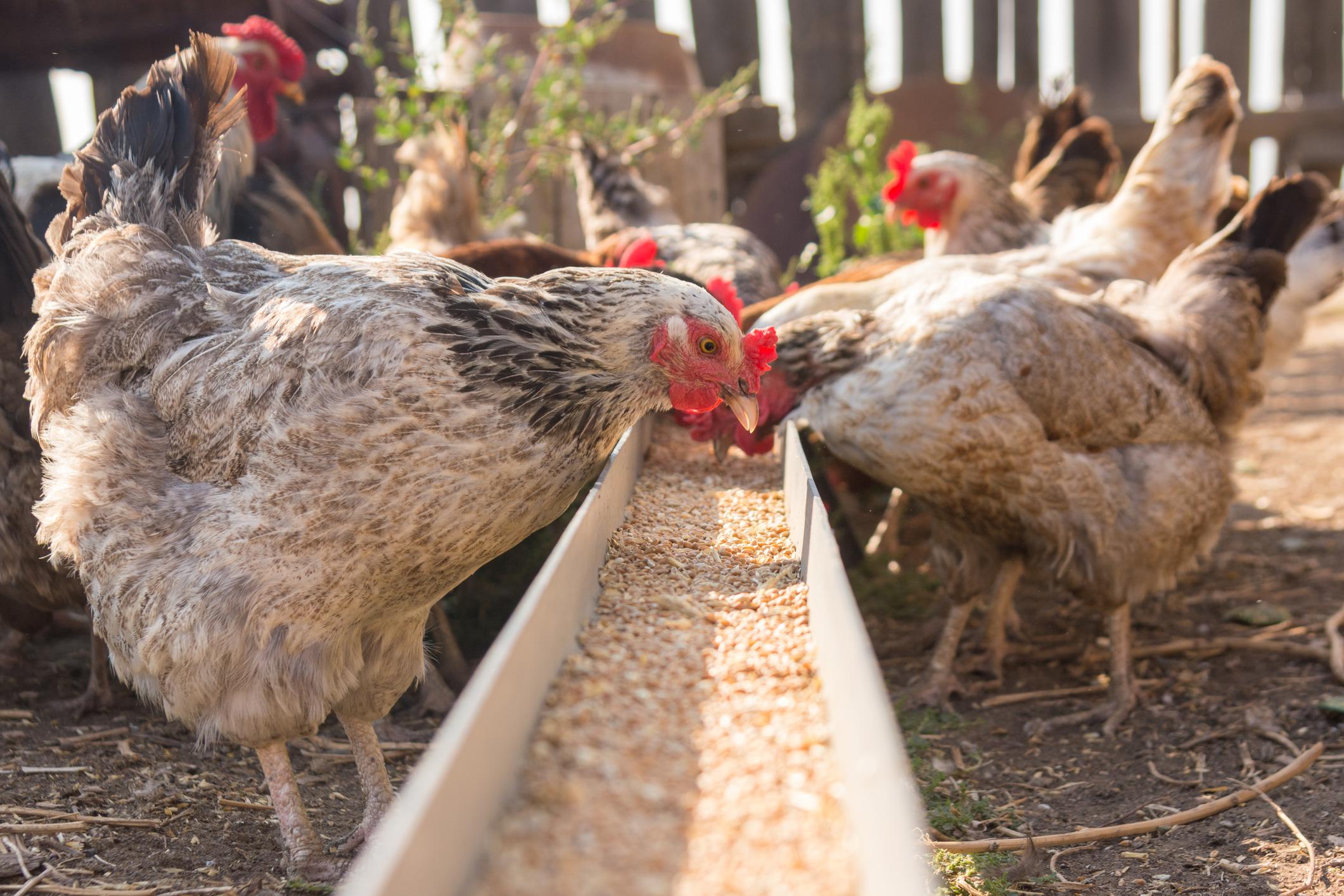 How to make Kienyenji Feeds:Poultry farming in kenya