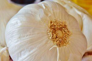 Garlic farming in kenya