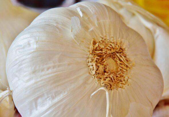 Garlic farming in kenya