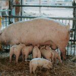 How to make pig feed at home