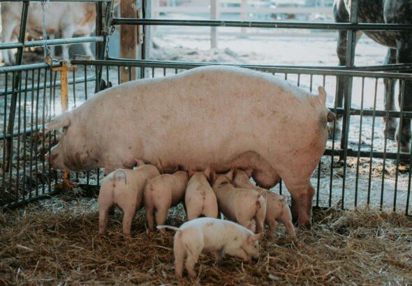 How to make pig feed at home