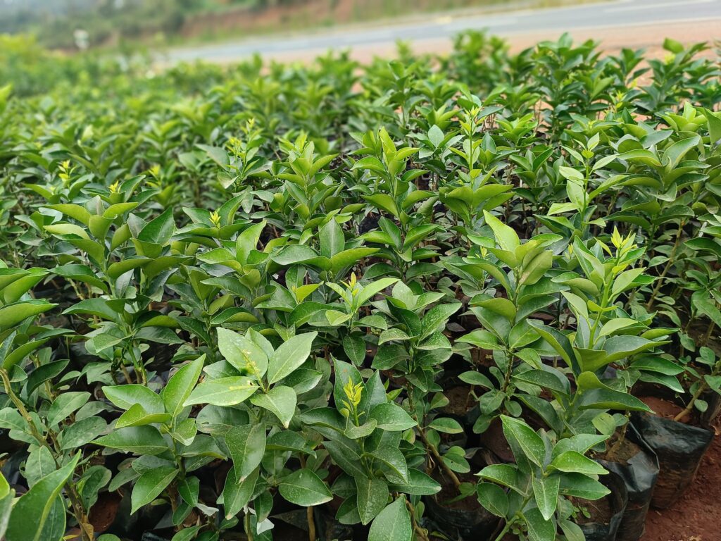 Grafted pixie seedlings