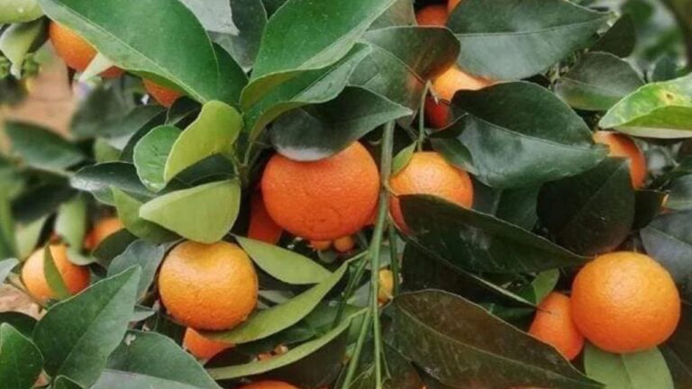 Pixie Farming in Kenya