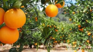 Pixie farming in Kenya