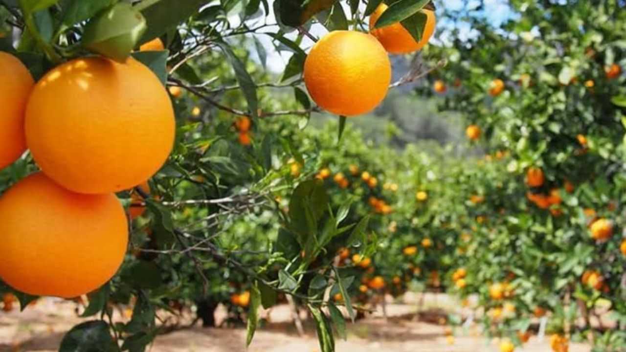 How to select quality pixie seedlings and land preparation: Pixie Orange farming in Kenya 2026