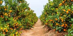Pixie farming in Kenya