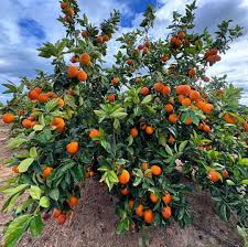 Pixie farming in Kenya