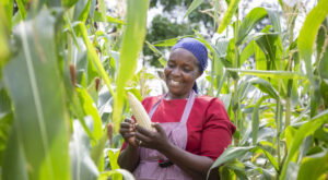 Simple Secret: How to Grow Maize Step by Step in Kenya 2026