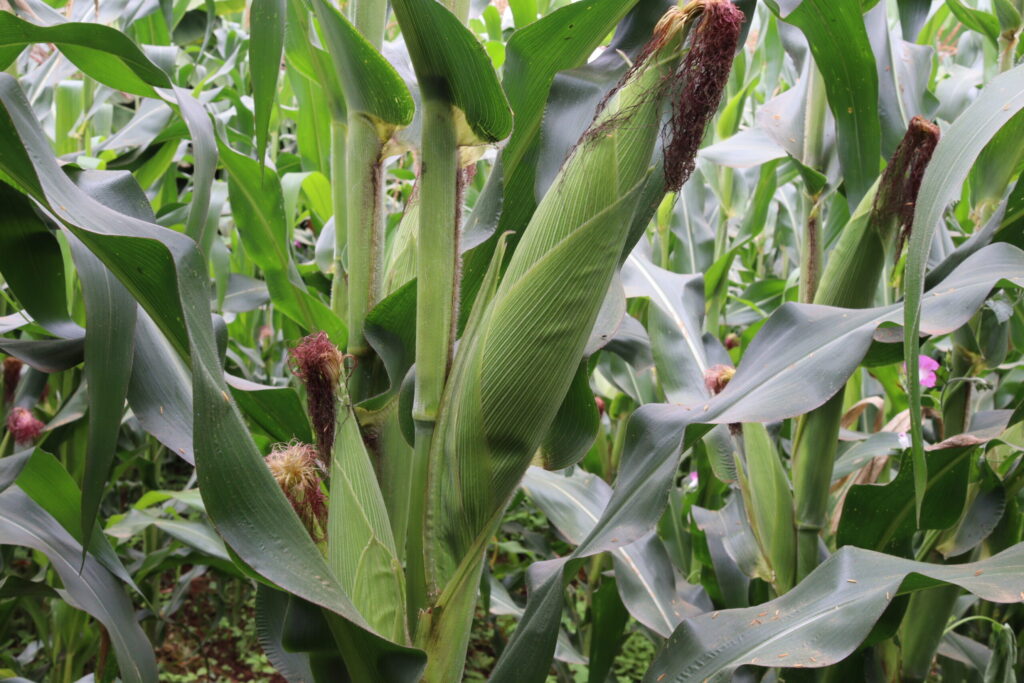 Rs 5101 Maize variety