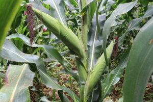 RS 5101 (WE 2109), the Best Maize Variety to Grow in Kenya 2026