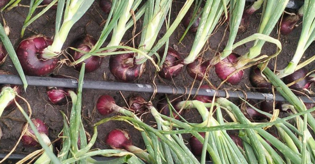 Onion Farming