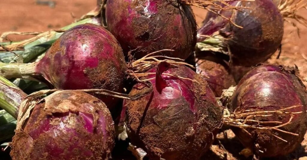Onion Farming