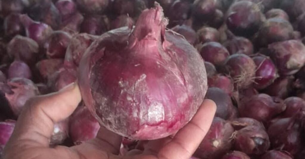 onion farming