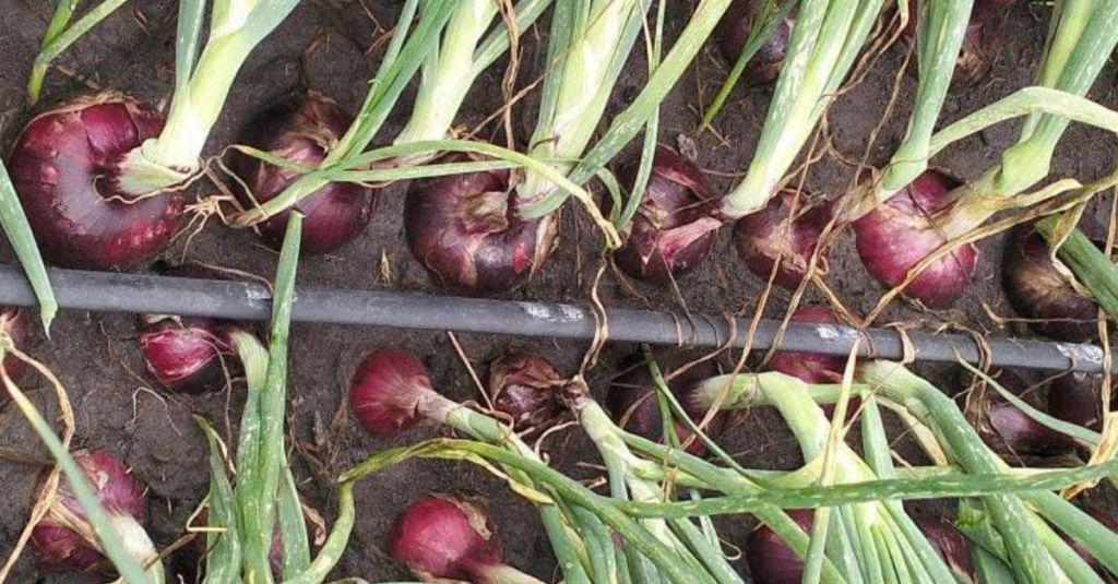 Onion Farming in Kenya: How to Grow High-Quality Onions from Seeds to Harvesting 2026