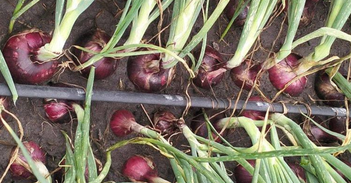 Onion Farming