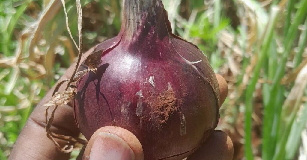 Onion farming