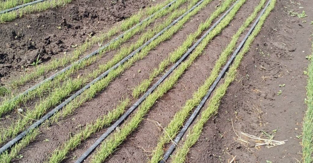 onion farming