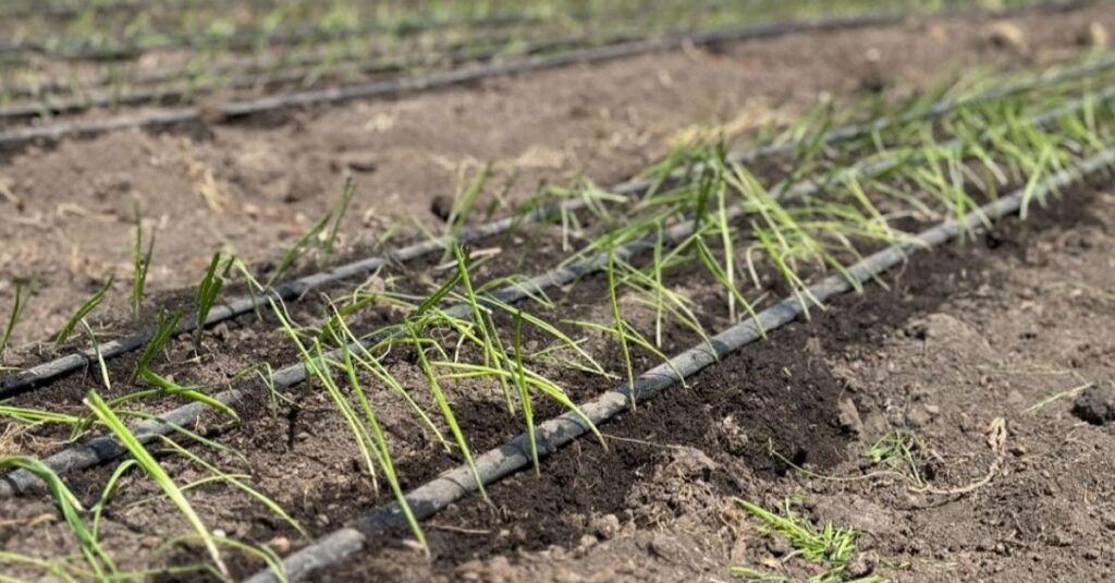 Onion Farming