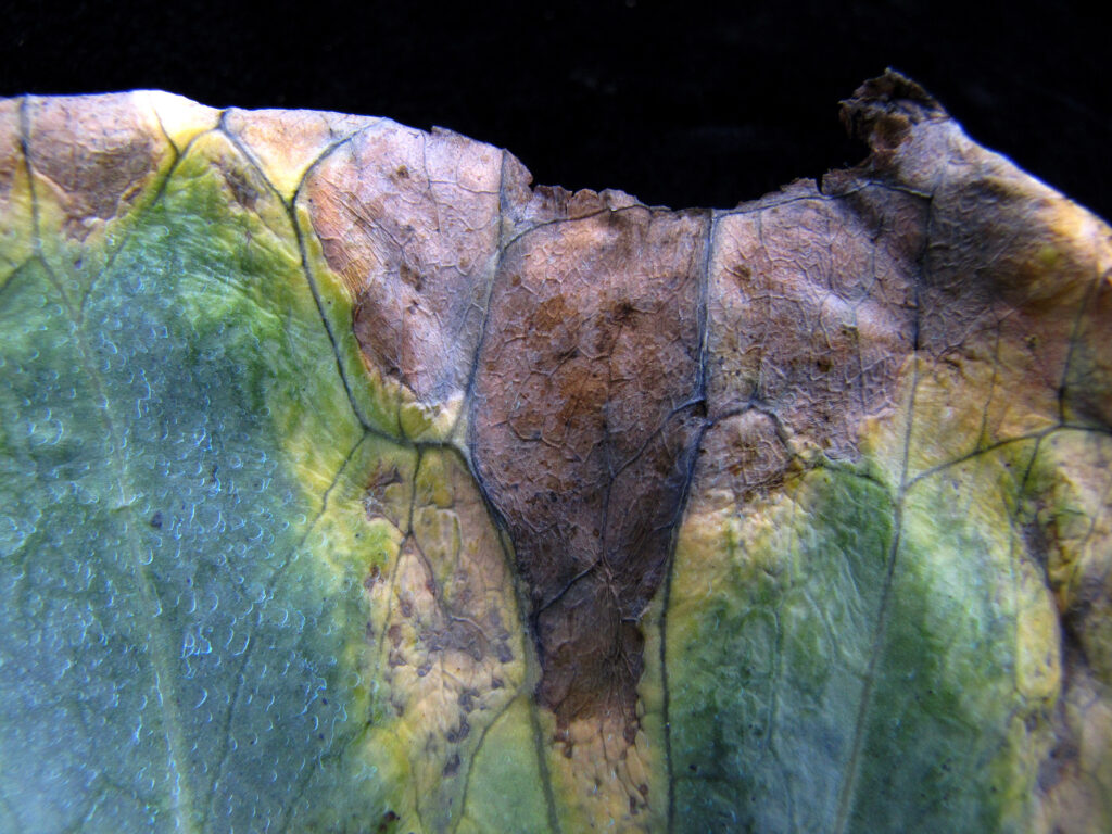 Black rot in Cabbage Farming