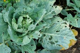 DBM on cabbage farming