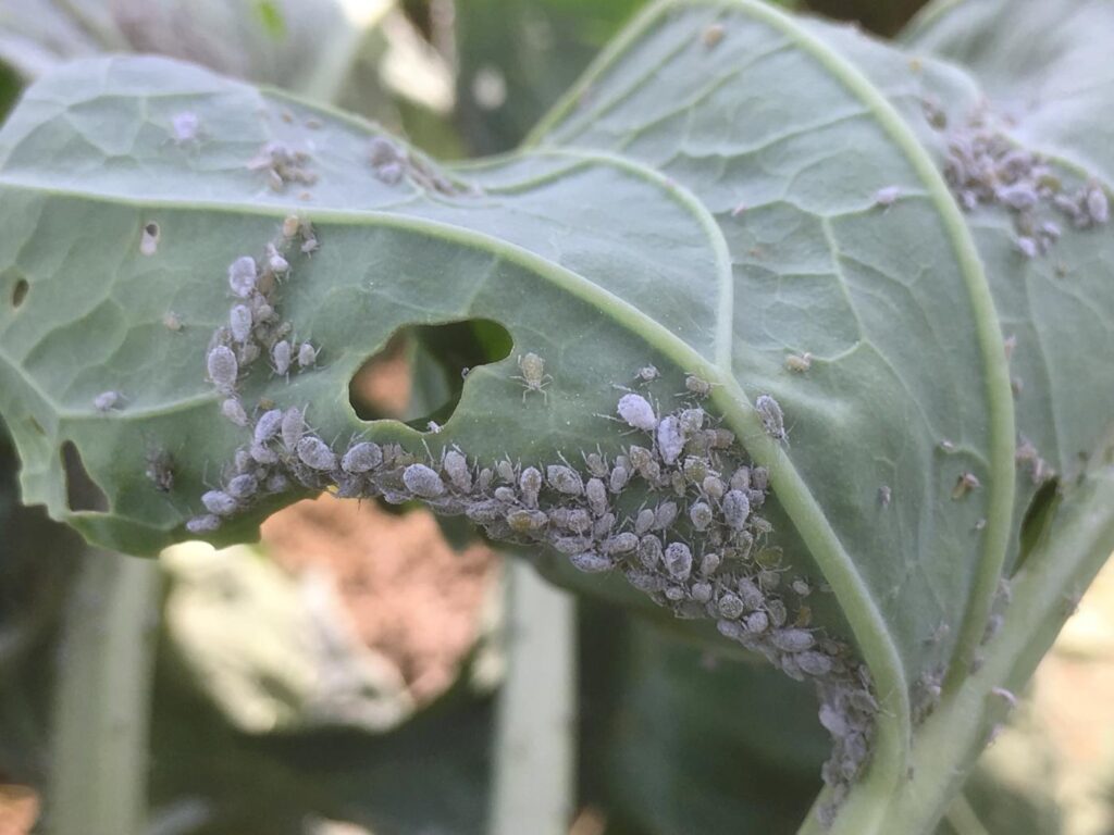 Aphids in Cabbage farming