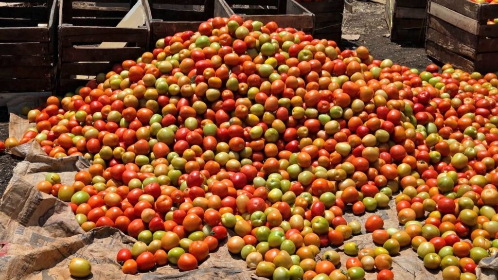 The Complete Guide to Tomato Farming in Kenya: Step-by-Step Tips to Boost Your Yield 2026