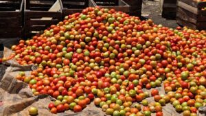 The Complete Guide to Tomato Farming in Kenya: Step-by-Step Tips to Boost Your Yield 2026