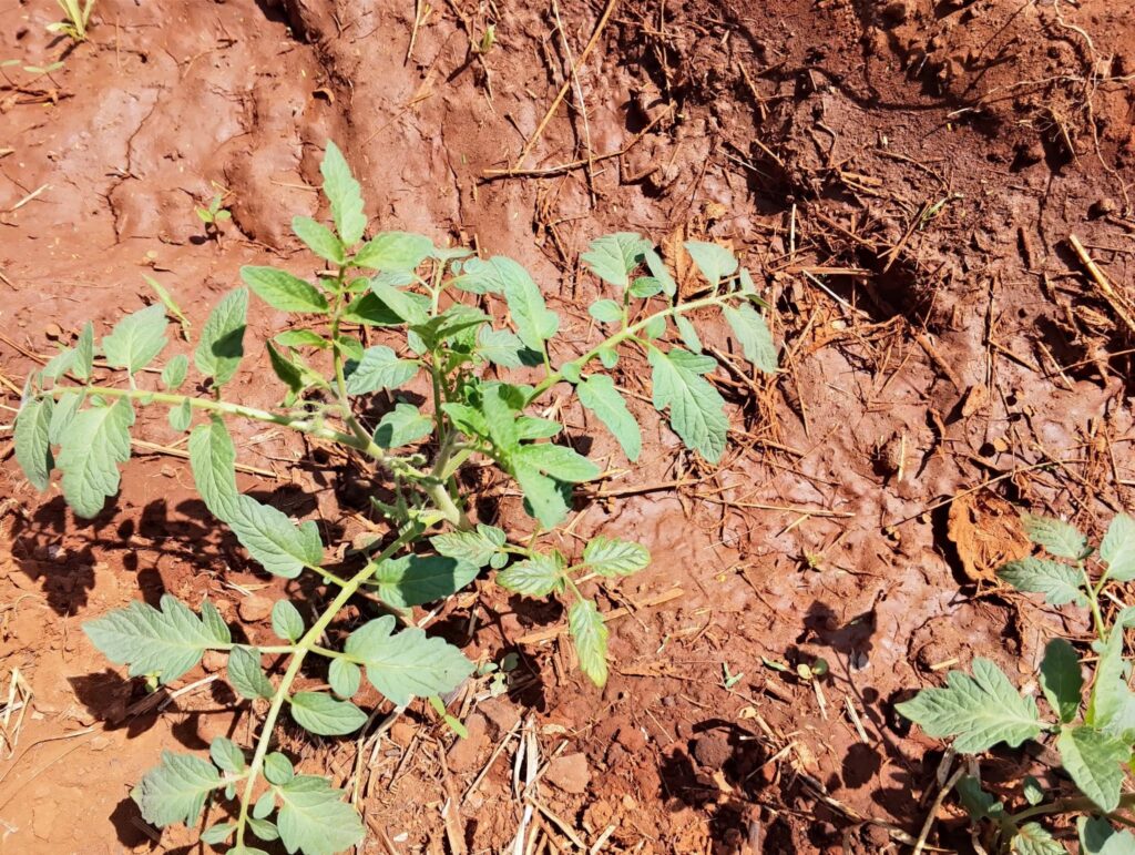 Tomato farming in Kenya 2026