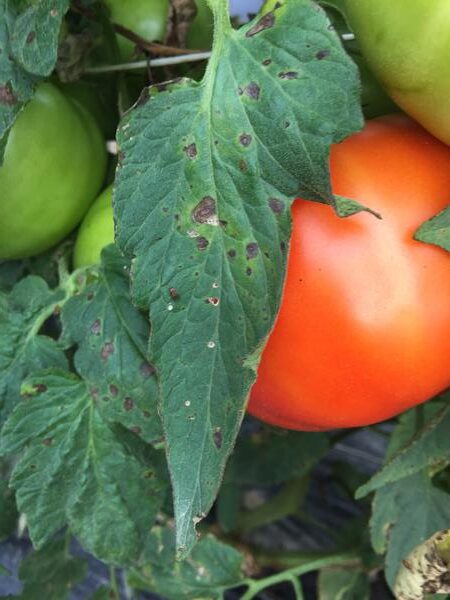 Tomato farming in kenya