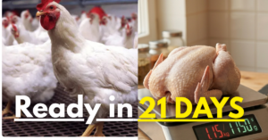 Broiler Farming: How I Raise Broilers to Market-Ready Weight in 21 Days