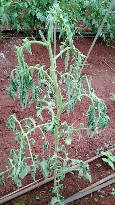 Tomato Farming in Kenya
