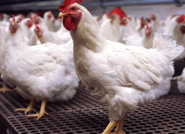 Broiler farming in Kenya