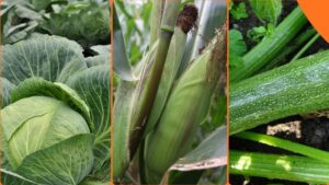 The Best Crops to Grow in August–September 2026
