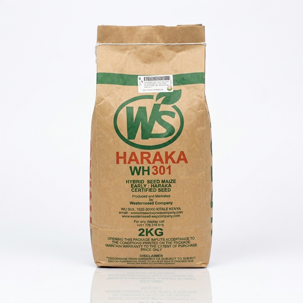 Best Maize seeds for short rains in Kenya