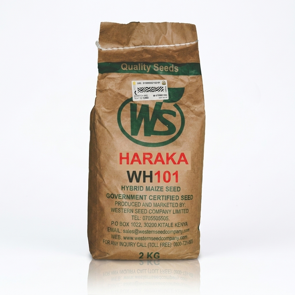 Best Maize seeds for short rains in Kenya
